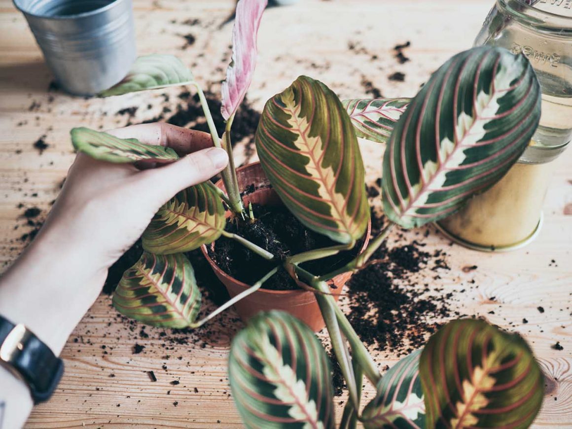 Marante (Maranta leuconeura) vermehren und pflegen Yeah Handmade