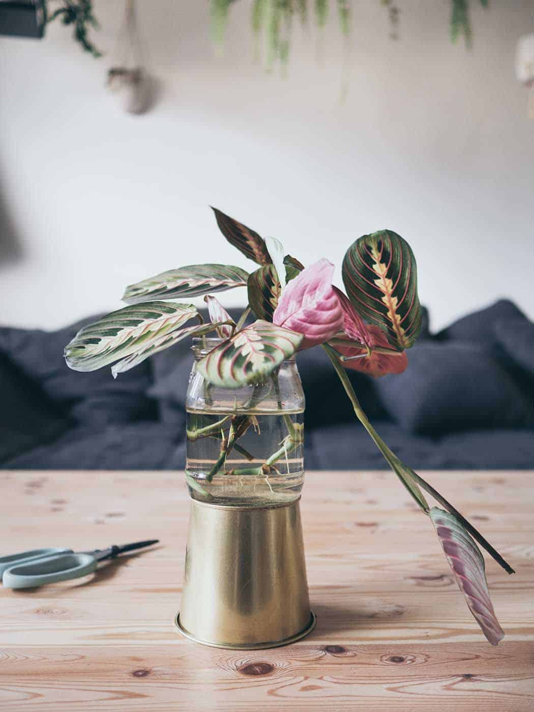 Marante (Maranta leuconeura) vermehren und pflegen Yeah Handmade