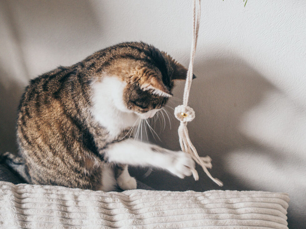 Makramee Katzenspielzeug selber machen, Katzenangel mit einfachem Makramee Anhänger und Glöckchen